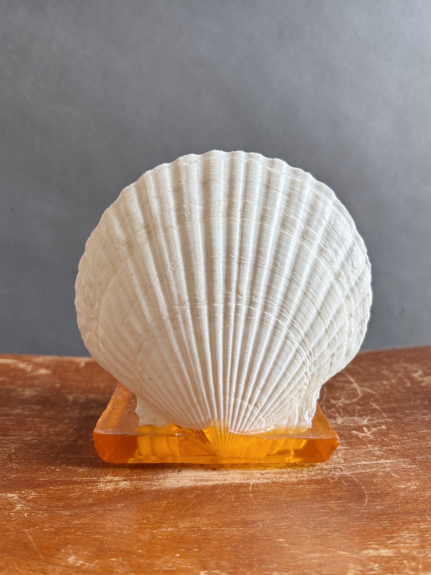 Vintage Shell Holder