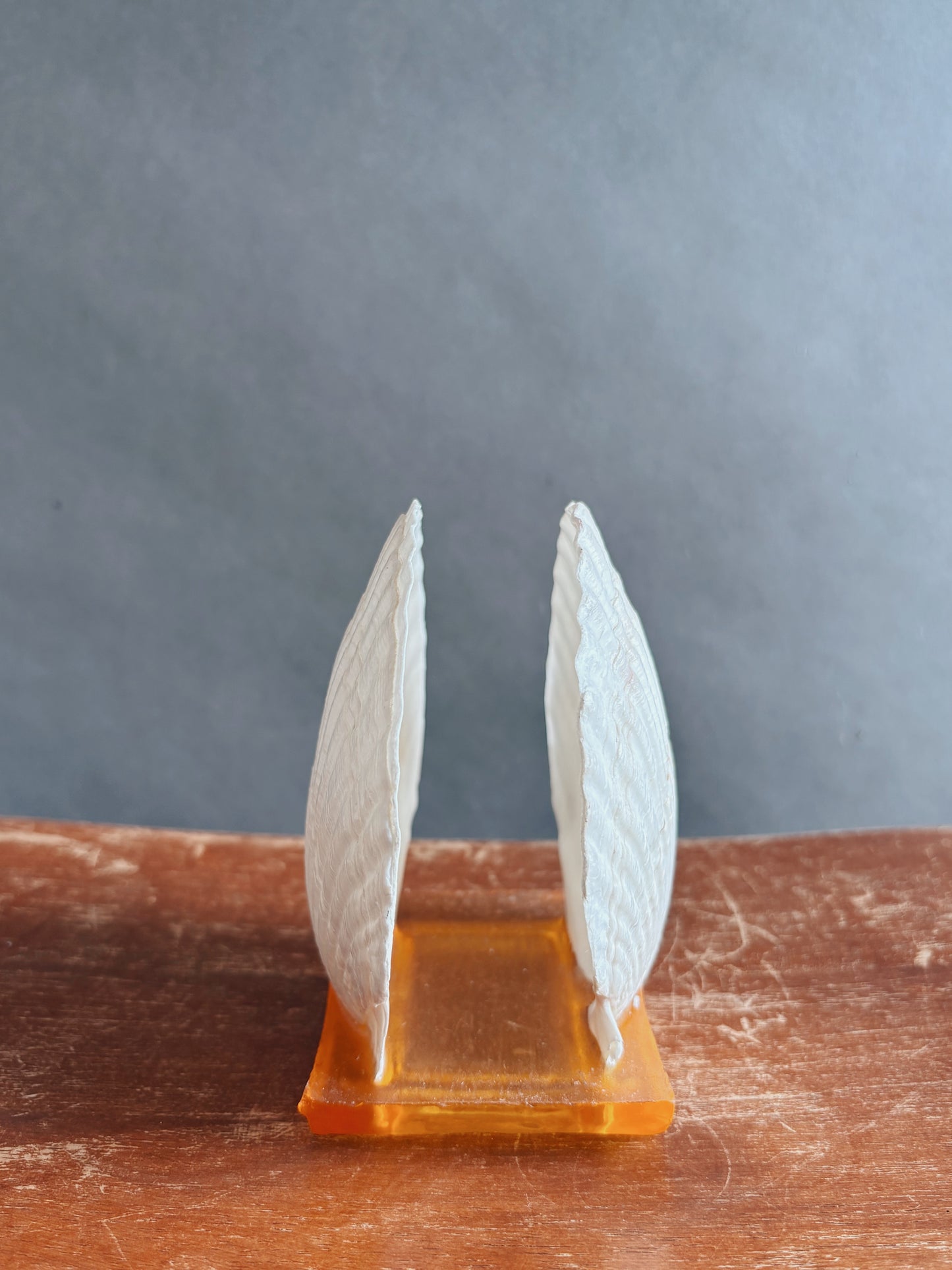 Vintage Shell Holder