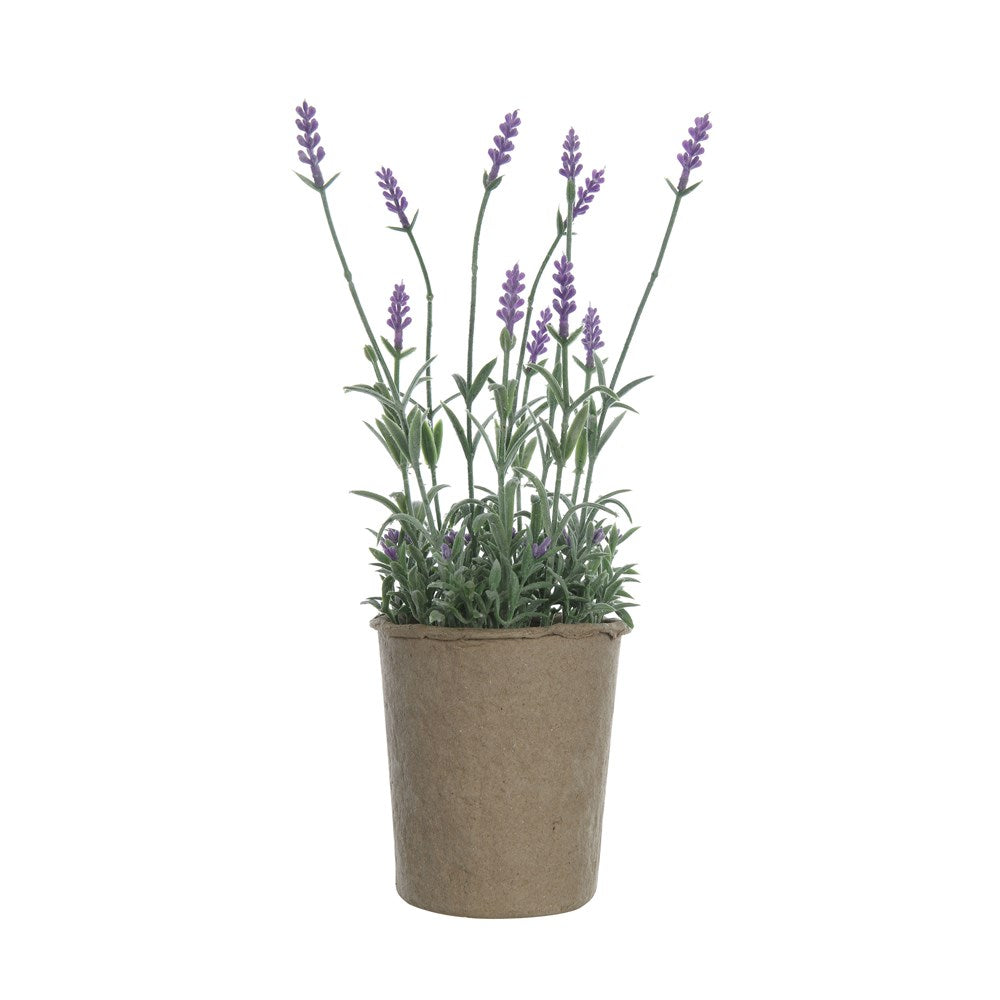 Everlasting Lavender in Paper Pot