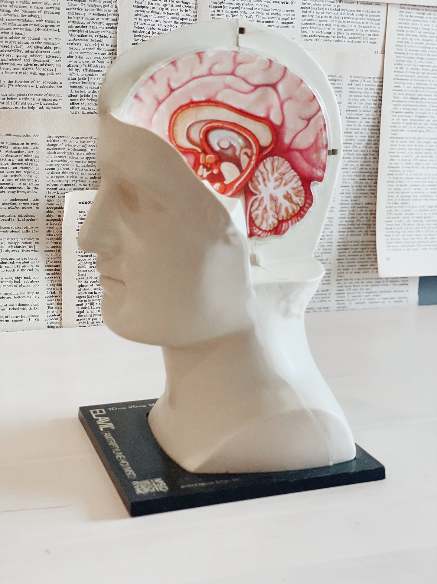 Vintage Brain Model - Head - David