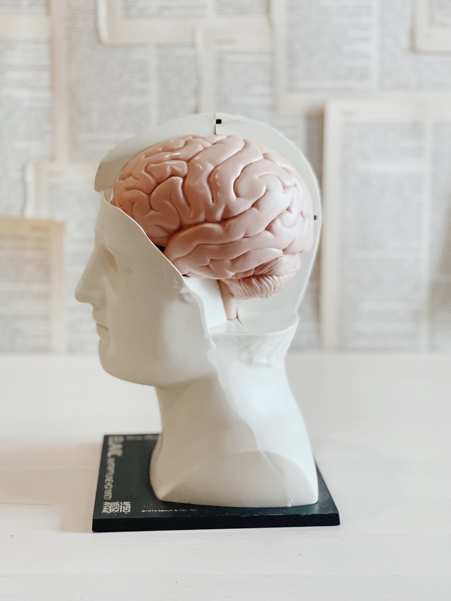Vintage Brain Model - Head - David