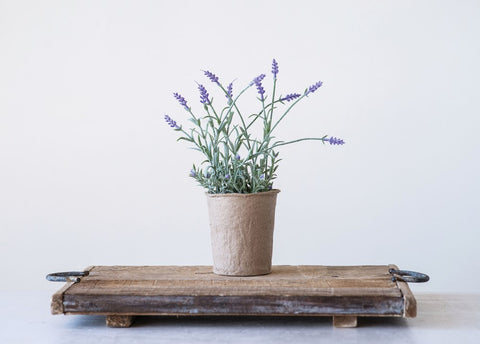 Everlasting Lavender in Paper Pot