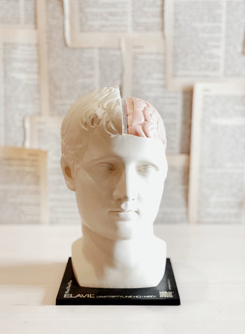 Vintage Brain Model - Head - David